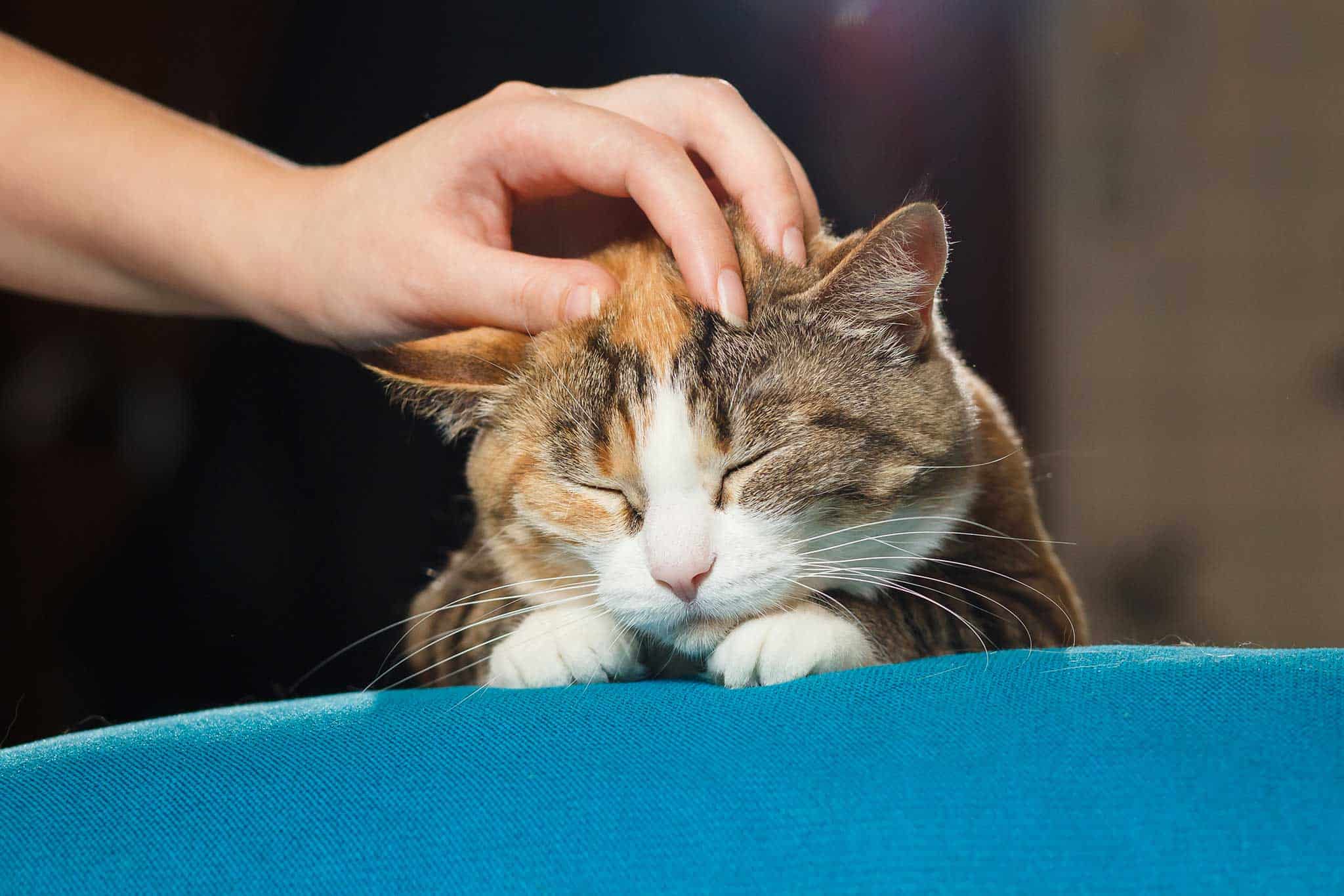 A cat being petted on the couch