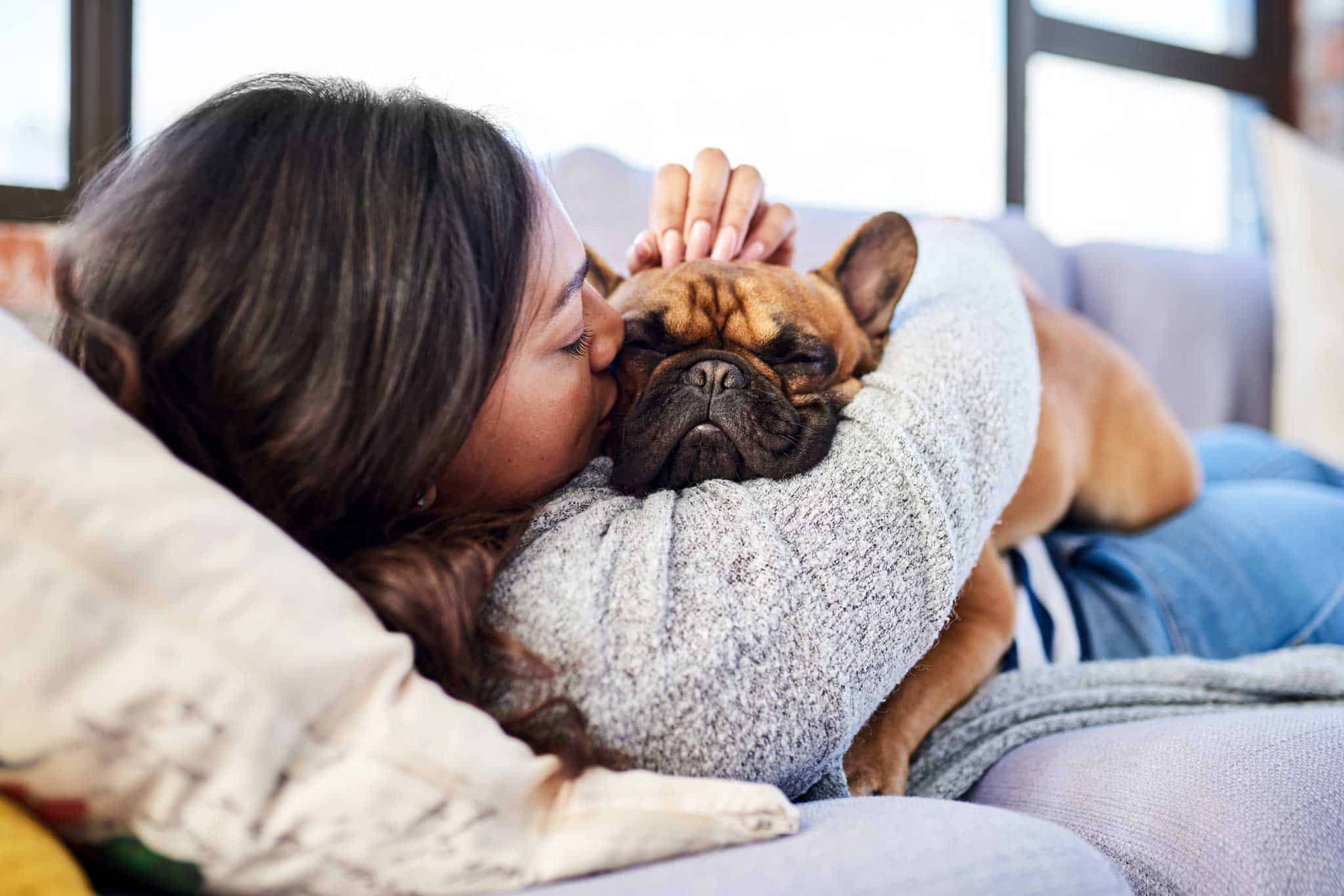 A French bulldog cuddling with their human