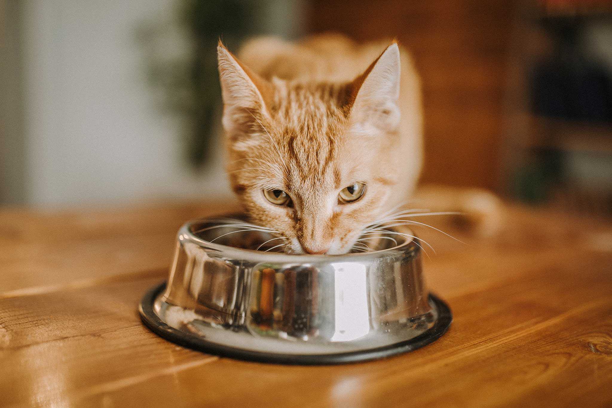 A cat eating dinner