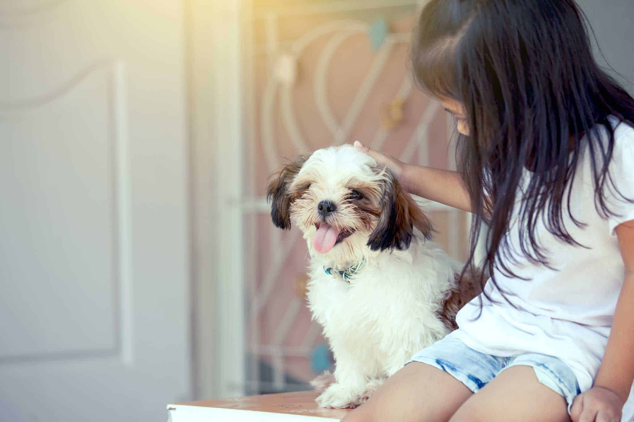 A dog sitting with their human