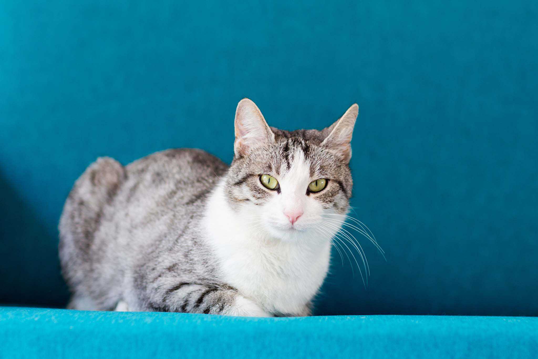 A cat laying on a blue background