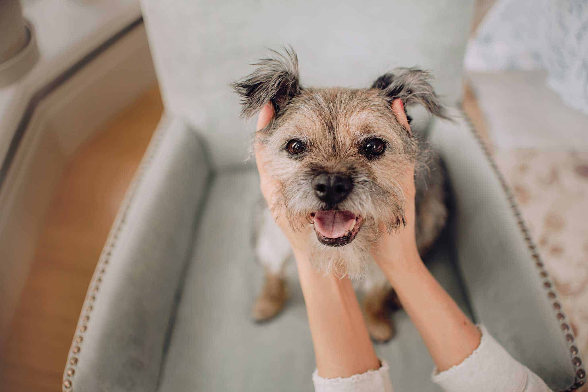 A terrier on a chair with their human